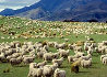 Farm accommodation Mid and South Canterbury